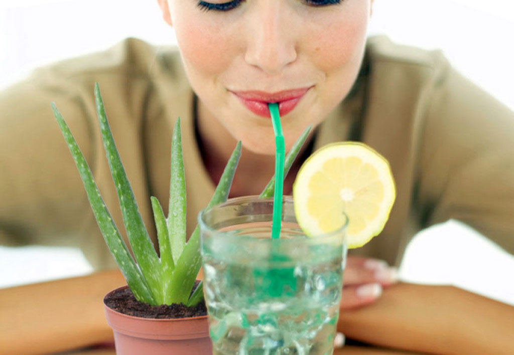 aloe vera plant